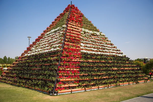 DUBAI, Emirados Árabes Unidos - JANEIRO 20: Miracle Garden em Dubai, em 20 de janeiro , — Fotografia de Stock