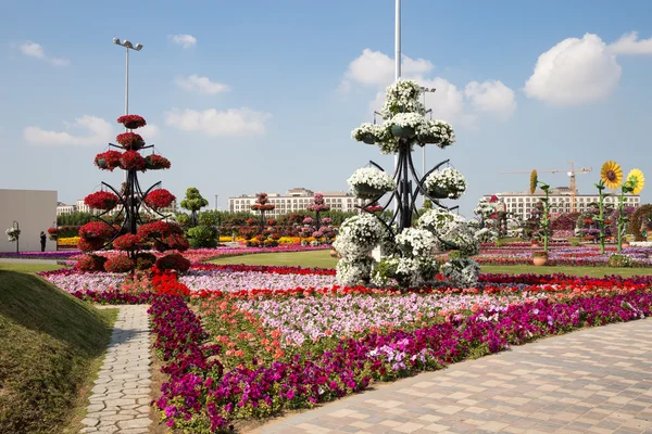 DUBAI, Emirados Árabes Unidos - JANEIRO 20: Miracle Garden em Dubai, em 20 de janeiro , — Fotografia de Stock