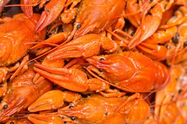 haşlanmış kerevit