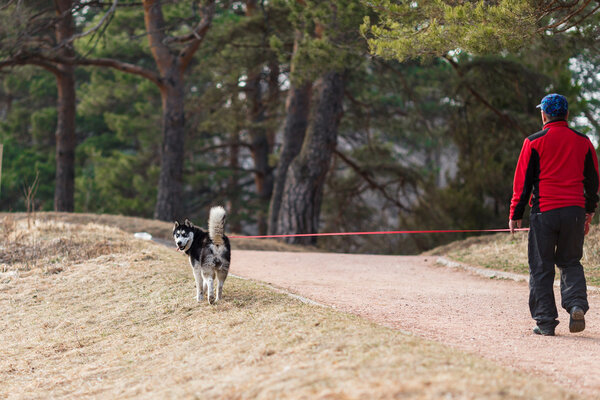 Собака гуляет в парке
