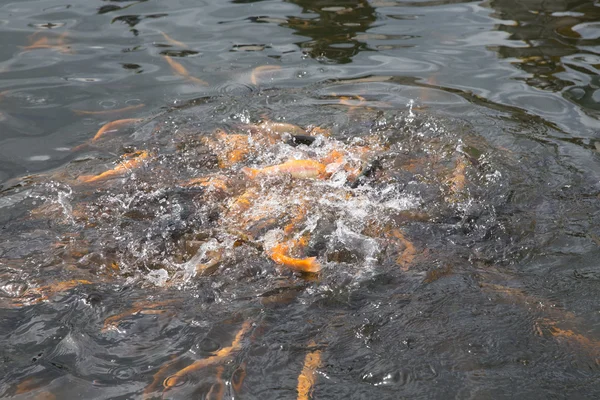 Trout — Stock Photo, Image