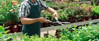 Man budama ağacı nı makaslarla. Erkek çiftçi budama makası veya secateurs ile bahar bahçesinde dalları keser