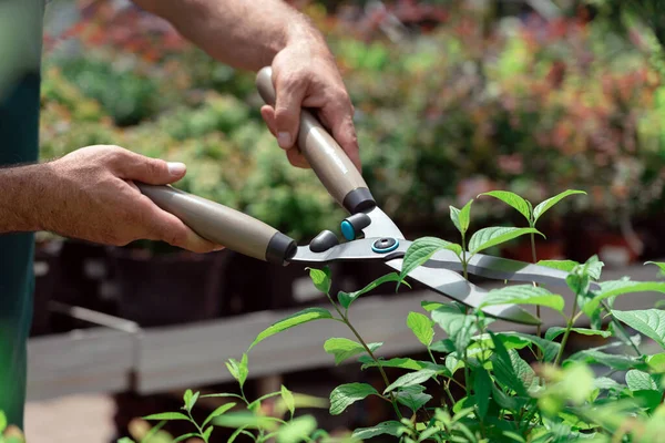 Man with garden shears cutting bushes and trees in the garden — Stock Photo, Image