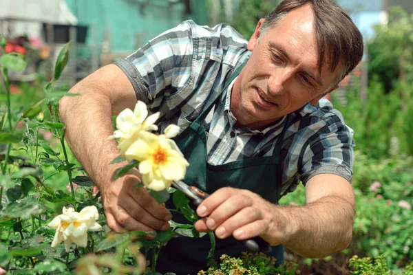 Jardinería paisajismo y el cuidado de hermosas rosas — Foto de Stock