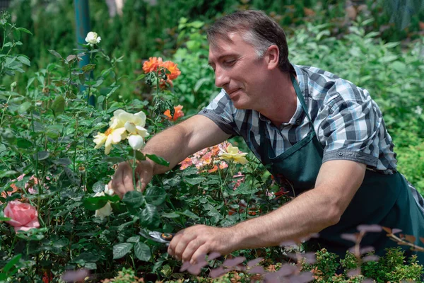 Jardinería paisajismo y el cuidado de hermosas rosas — Foto de Stock