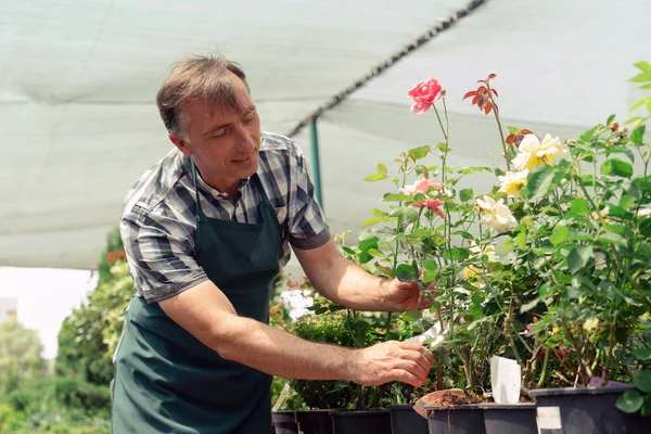 Hombre jardinero poda plantas de rosas en el centro del jardín — Foto de Stock