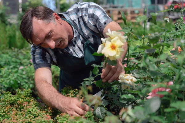 Hombre jardinero cuidando de las rosas en el centro del jardín — Foto de Stock