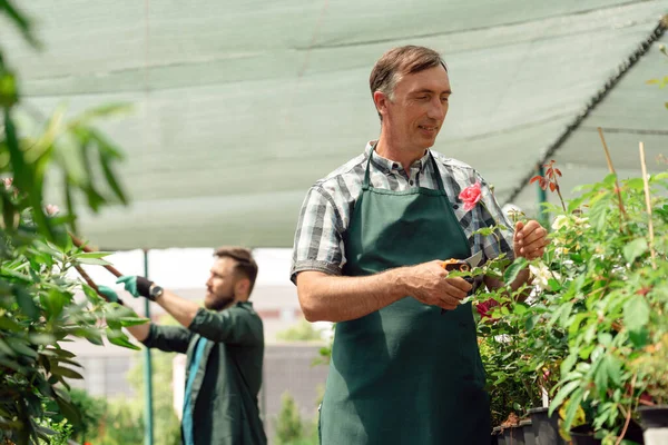 Hombre jardinero cuidando de las rosas en el centro del jardín — Foto de Stock