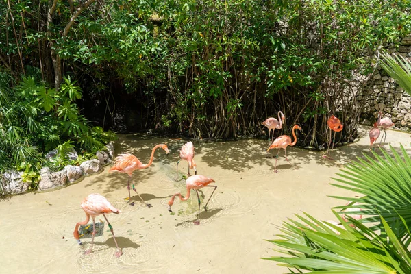 Fenicotteri rosa circondati da piante tropicali nel parco dei caraibi — Foto Stock