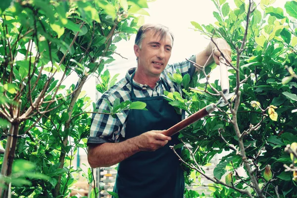 Hombre con tijeras de jardín cortando arbustos y árboles en el jardín — Foto de Stock