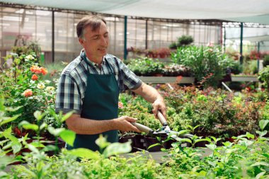 Man budama ağacı nı makaslarla. Erkek çiftçi budama makası veya secateurs ile bahar bahçesinde dalları keser