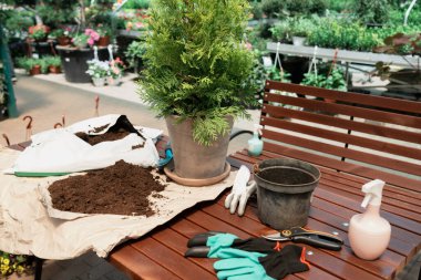 Planting a bush in flower pot using dirt in garden center