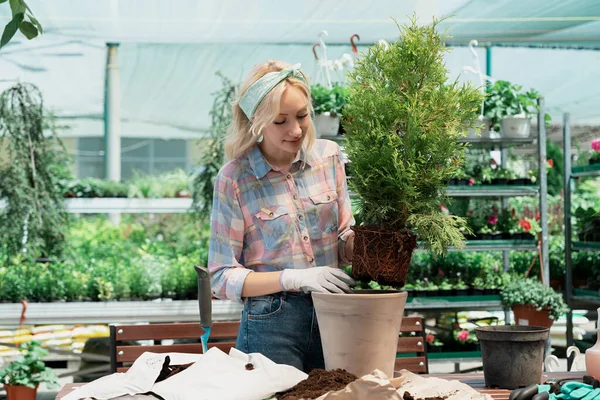 Çiçek saksısına çalı eken kadın bahçedeki toprağı kullanıyor.