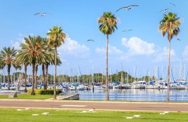 Bay with many yachts in St. Petersburg, Florida, USA