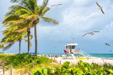 Seafront beach promenade with palm trees on sunny day in Fort Lauderdale
