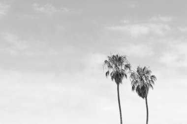 Two Palm trees on sky background with copy space black and white photography
