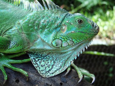 bir kayanın üzerinde yeşil iguana