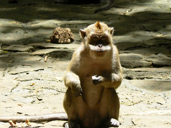 Macaco sentado sobre pedras — Fotografia de Stock