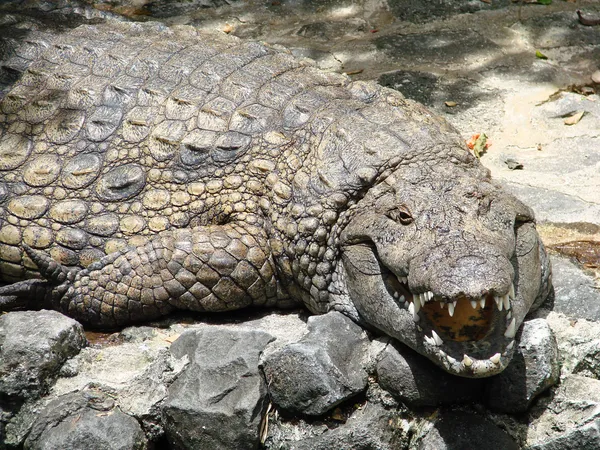 Sammlung von Süßwasserkrokodilen — Stockfoto