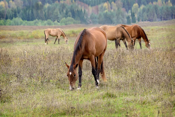 Pferd — Stockfoto