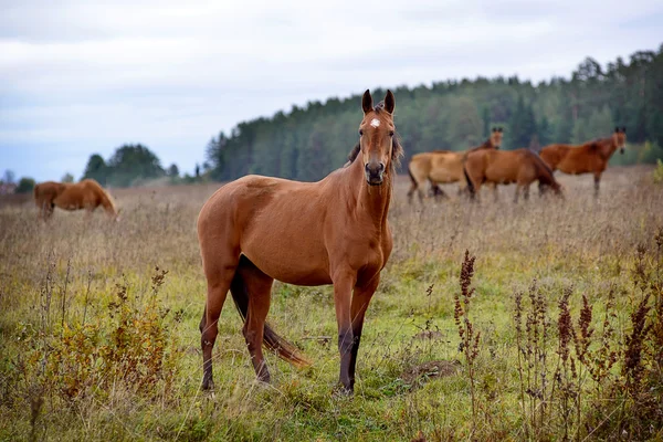 Koń — Zdjęcie stockowe