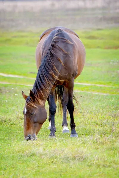 Pferd — Stockfoto