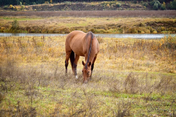 Kuda — Stok Foto