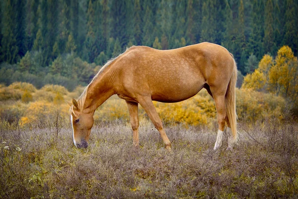 Häst — Stockfoto