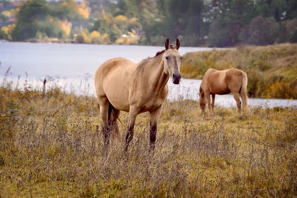 Pferd — Stockfoto