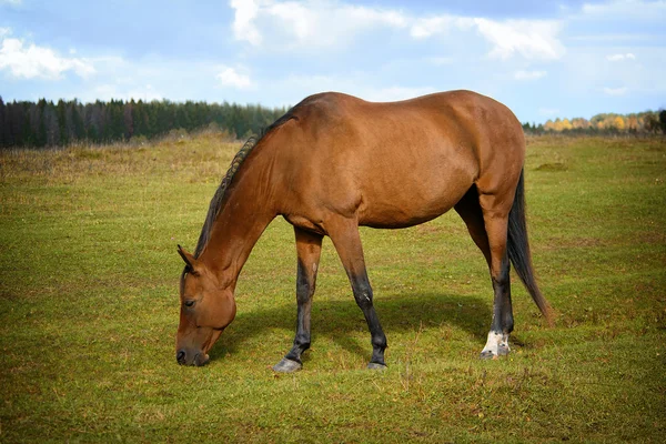 Häst — Stockfoto