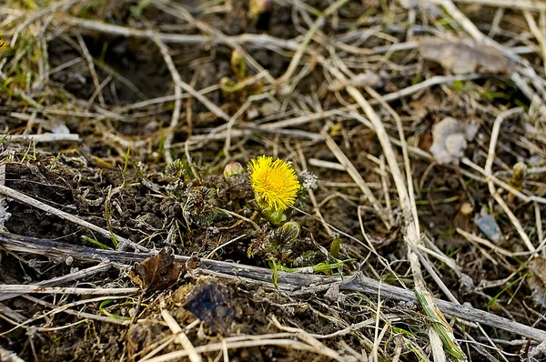 Première fleur de printemps — Photo