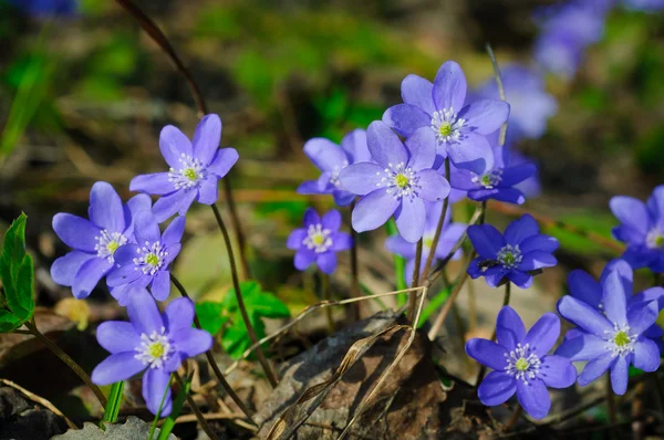 Flores de primavera —  Fotos de Stock