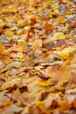 sonbahar yaprakları