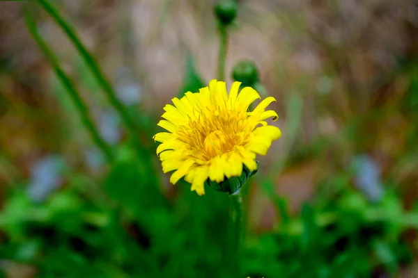 Blowball — Stock fotografie