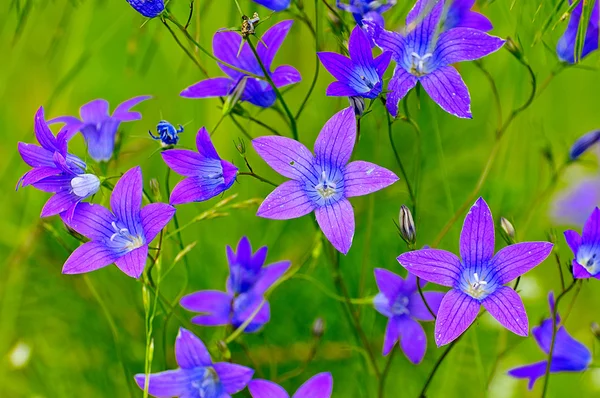 Flores de pradera —  Fotos de Stock