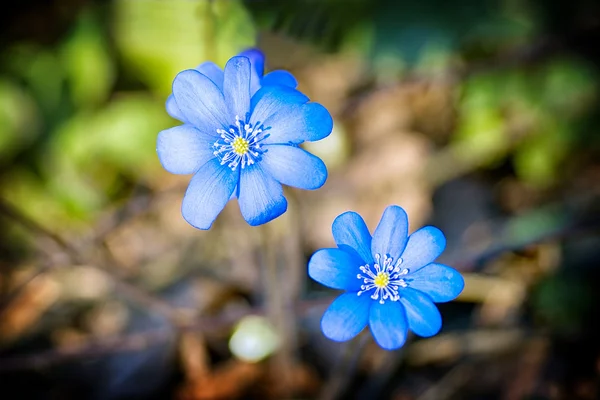 Primeras flores de primavera —  Fotos de Stock