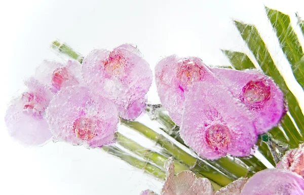 Ramo de orquídeas rosadas congeladas dentro del bloque de hielo — Foto de Stock