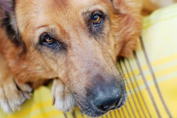 köpek gözlerini