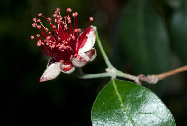 Flor de Feijoa (Acca sellowiana) — Fotografia de Stock