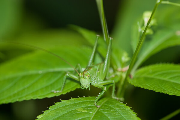 Grasshopper on green leaf