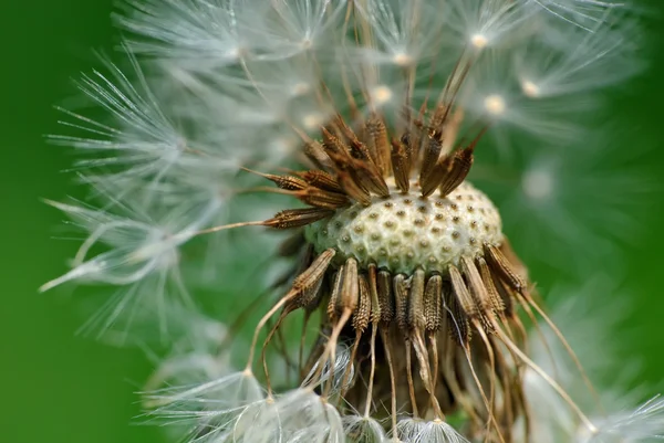 Macro vista de diente de león común blowball —  Fotos de Stock