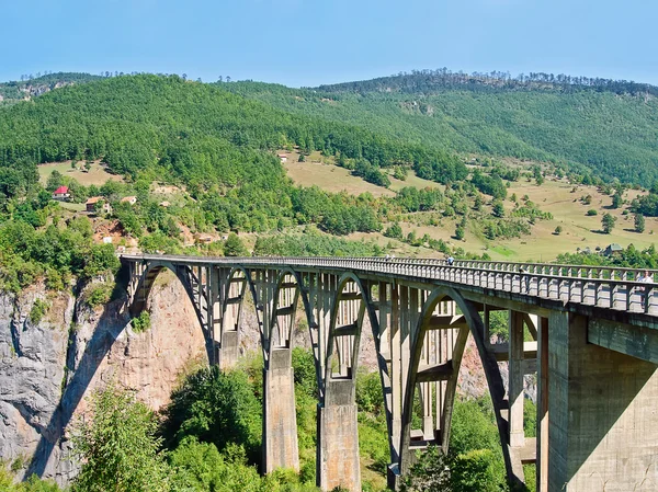 Puente de Tara — Foto de Stock