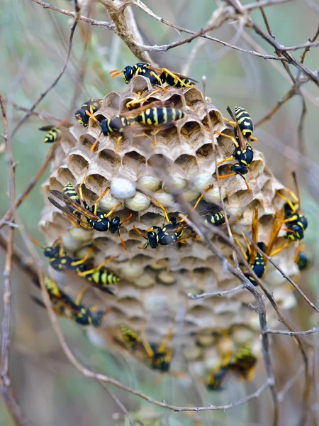 WASP гніздо — стокове фото