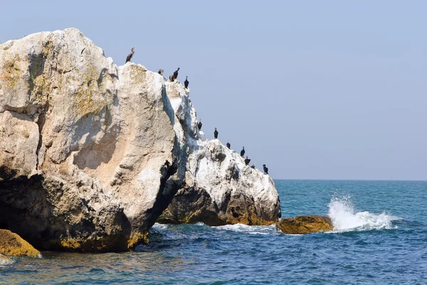 Cormoranes en roca superior —  Fotos de Stock