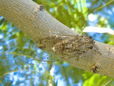 Greek cicada clipart