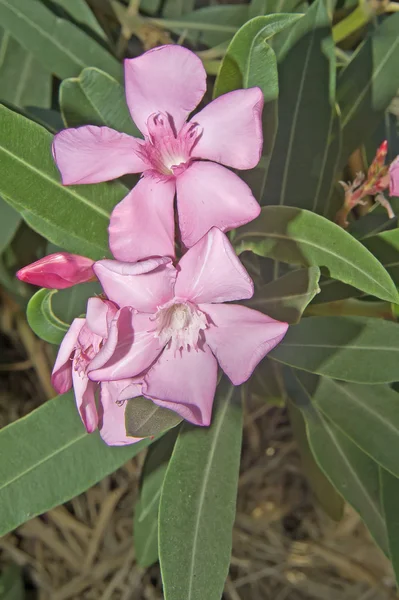 Flowers of pink oleander — Stock Photo, Image
