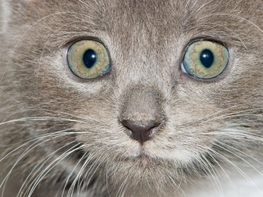 meraklı kedi surat