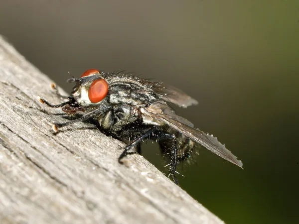 Mosca da carne — Fotografia de Stock