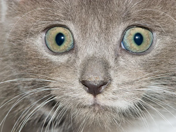 Ciekawa twarz kotek — Zdjęcie stockowe