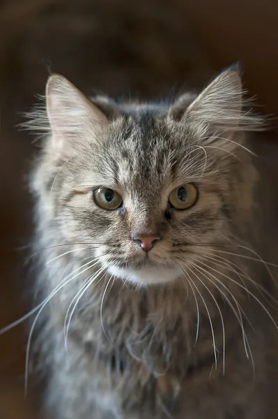 Maine coon cat — Stock Photo, Image